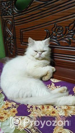 পারসিয়ান বিড়াল