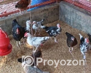 fitted-7_2025-11-11_09-49-50