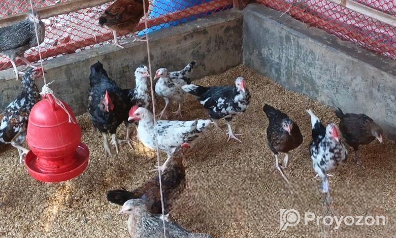 পিউর দেশি মুরগি সেল করা হবে ৩২ পিছ