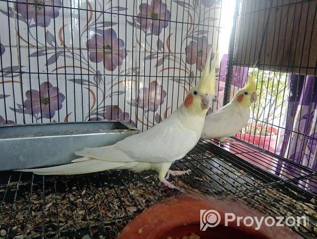 ককাটেল পাখি বাচ্চা সহ বিক্রয়।