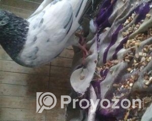 fitted-7_2025-11-17_09-54-38