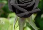কালো গোলাপ ফুলের বীজ—এবার আপনার বাগানেও
