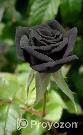 কালো গোলাপ ফুলের বীজ—এবার আপনার বাগানেও