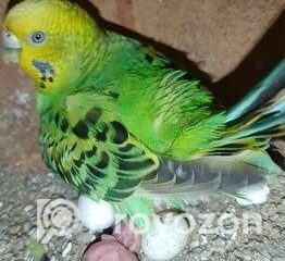 fitted-80_2025-11-01_21-38-15