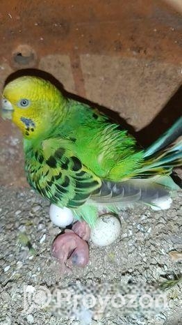 বাজরিগার বাচ্চা সহ জুড়া