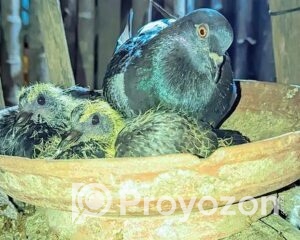 fitted-81_2025-11-04_11-38-39