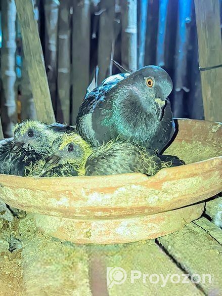 “৬ মাস বয়সী সুন্দর রেন্সার কবুতর বিক্রি হবে – নড়াইল