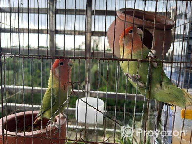 ১ জোড়া লাভ বার্ড পাখি