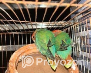 fitted-82_2025-11-09_11-30-25