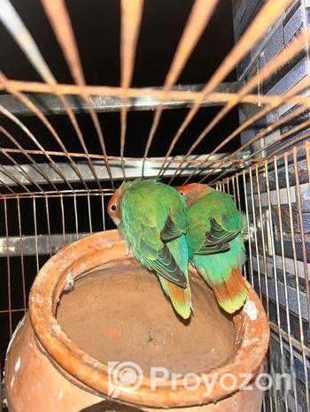 ১ জোড়া লাভ বার্ড পাখি