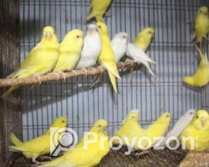 fitted-83_2025-11-01_21-42-53