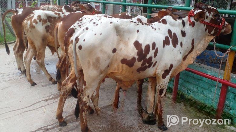 ৫২৬নং উন্নত জাতের ৫টি এড়ে ষাঁড় বাছুর এক লটে