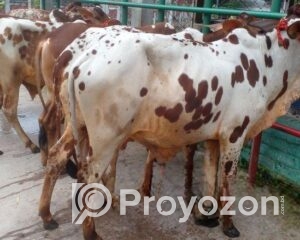 fitted-83_2025-11-26_11-18-30