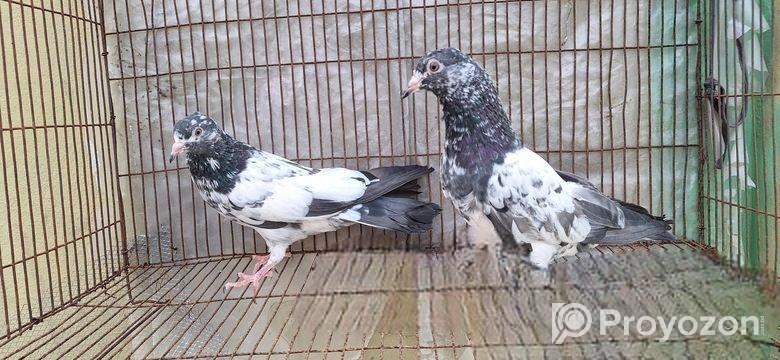 পাকিস্তান গিরিবাজ