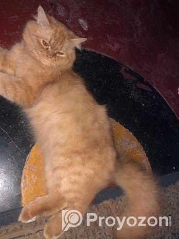 Persian Male Cat