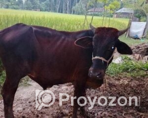 fitted-84_2025-11-04_11-42-40