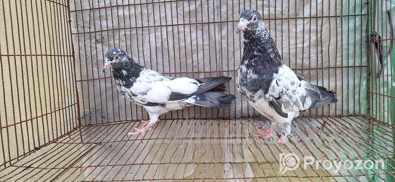 পাকিস্তান গিরিবাজ