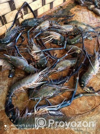 গলদা চিংড়ি ও গিলু