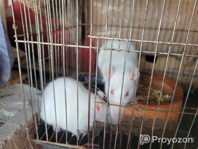 লাল চোখের সাদা ইঁদুর (রানিং/ বাচ্চা)