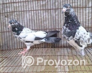 fitted-85_2025-11-30_10-15-19