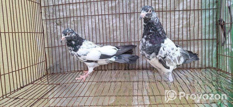 পাকিস্তান গিরিবাজ