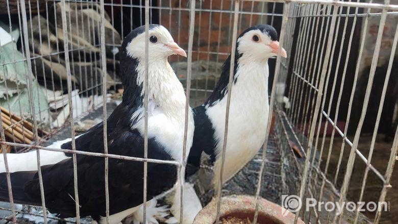 সিরাজি কবুতর।