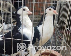 fitted-86_2025-11-04_10-08-25