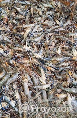 গলদা চিংড়ি ও গিলু