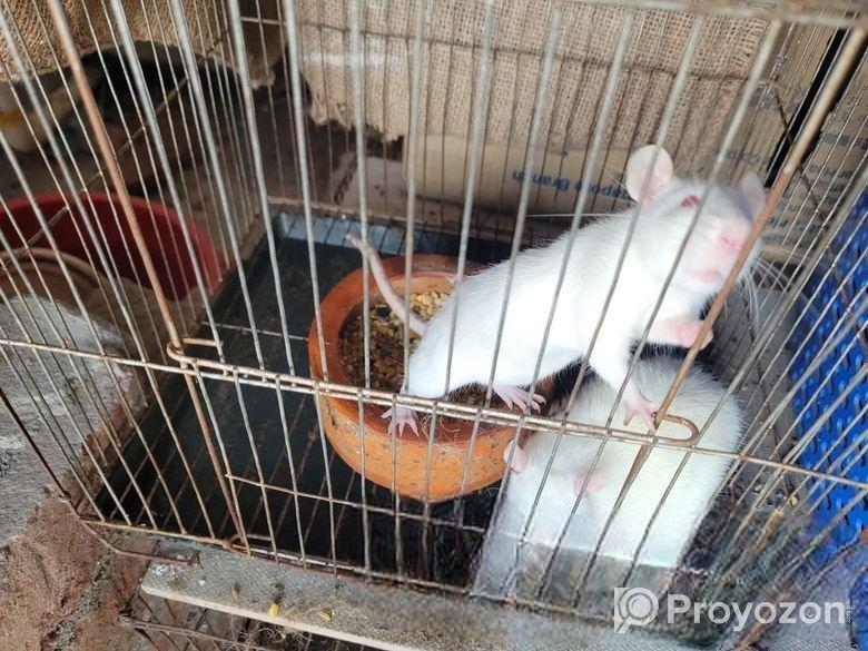 লাল চোখের সাদা ইঁদুর (রানিং/ বাচ্চা)