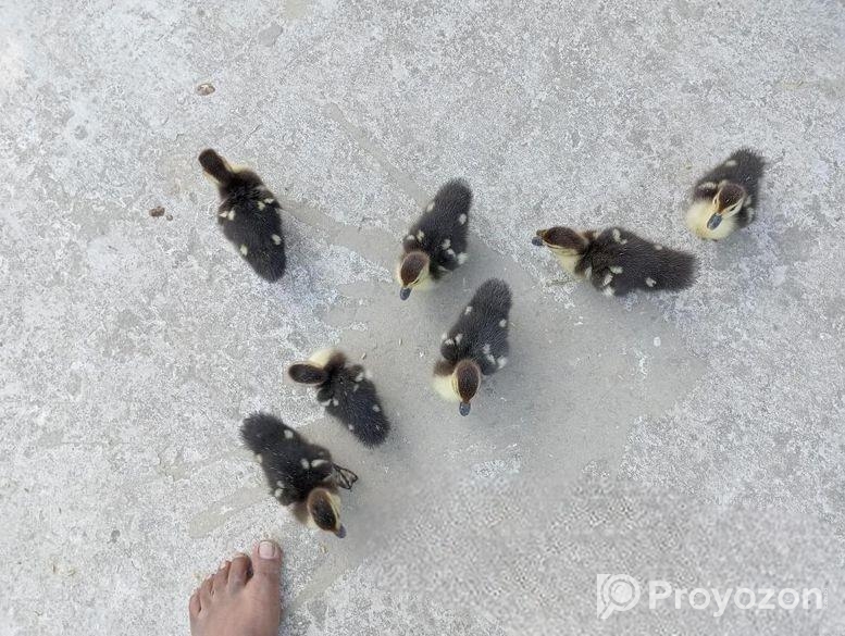 চীনা হাঁসের বাচ্চা, হোয়াইট এন্ড ব্ল্যাক মিক্সড কালার