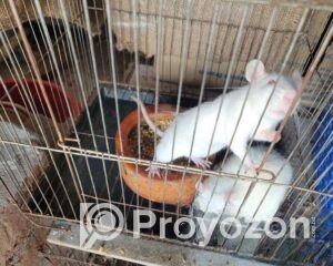 fitted-87_2025-11-09_11-25-47