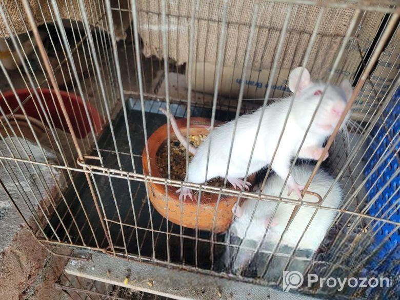 লাল চোখের সাদা ইঁদুর (রানিং/ বাচ্চা)