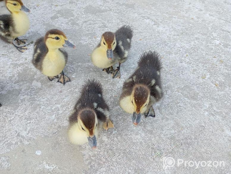 চীনা হাঁসের বাচ্চা, হোয়াইট এন্ড ব্ল্যাক মিক্সড কালার