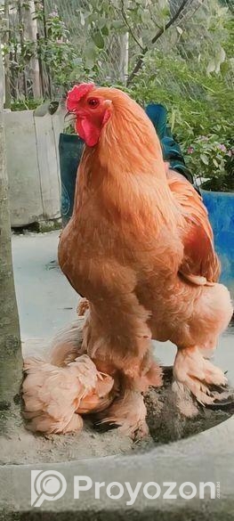 অরজিনিয়াল কলম্বিয়ান ভাব বাহামার মোরগ বিক্রি করা হবে