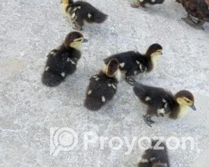 fitted-88_2025-11-30_10-18-06