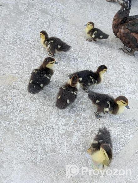 চীনা হাঁসের বাচ্চা, হোয়াইট এন্ড ব্ল্যাক মিক্সড কালার