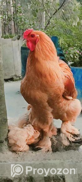 অরজিনিয়াল কলম্বিয়ান ভাব বাহামার মোরগ বিক্রি করা হবে