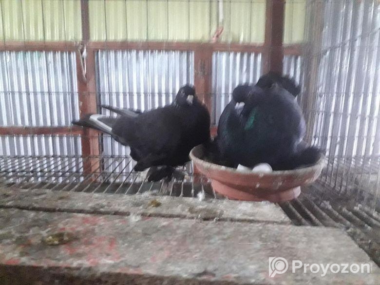 রোমাগনল কবুতর বিক্রি