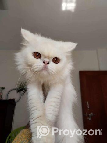 পারসিয়ান বিড়াল