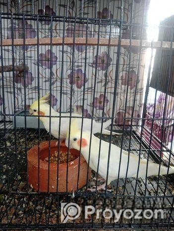 ককাটেল পাখি বাচ্চা সহ বিক্রয়।