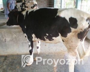 fitted-8_2025-11-19_09-57-17