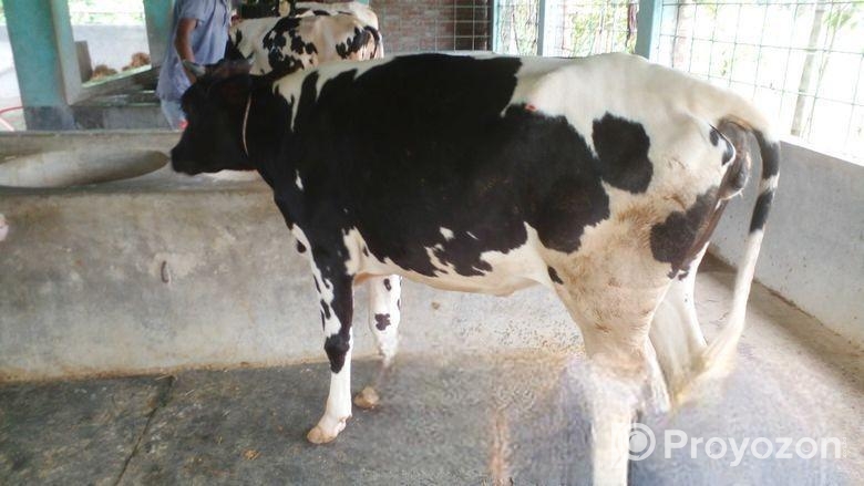 পোষার জন্য ভালো বকনা