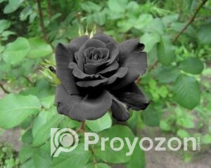 fitted-8_2025-11-23_09-44-22