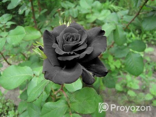 কালো গোলাপ ফুলের বীজ—এবার আপনার বাগানেও
