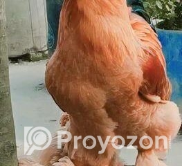 fitted-90_2025-11-22_11-44-43