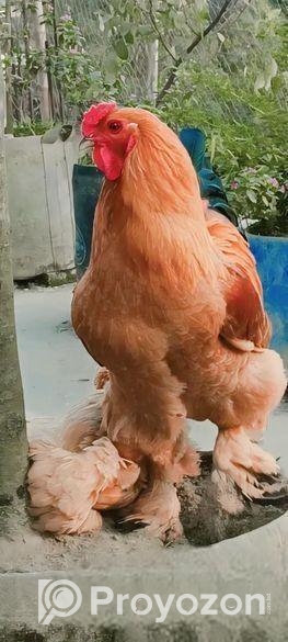 অরজিনিয়াল কলম্বিয়ান ভাব বাহামার মোরগ বিক্রি করা হবে