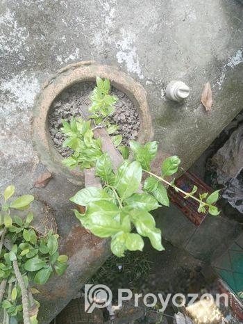 মেহেদী চারা