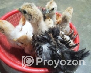 fitted-93_2025-11-30_17-52-53