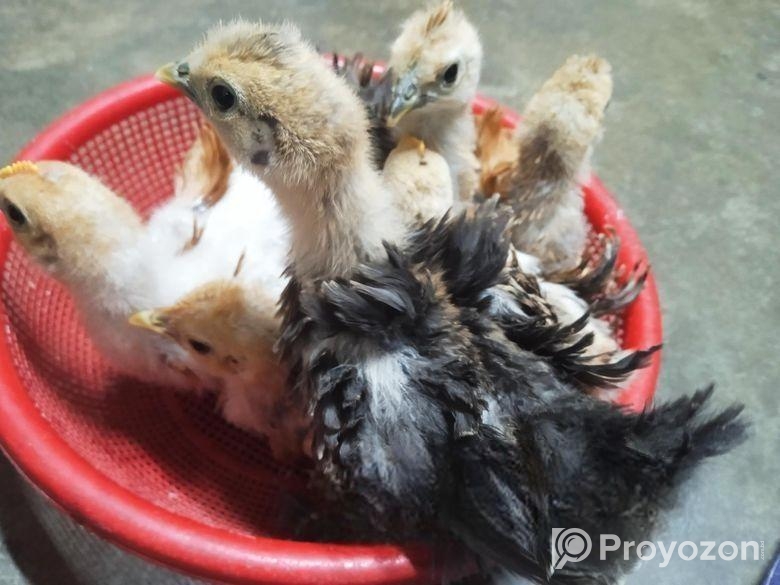 ফ্রিজেল মুরগির বাচ্চা