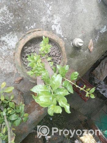 মেহেদী চারা